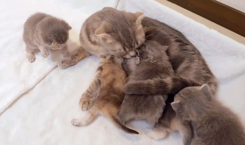 猫の親子のミルクタイム
