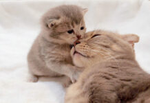 母猫と遊びたい子猫