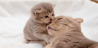 母猫と遊びたい子猫