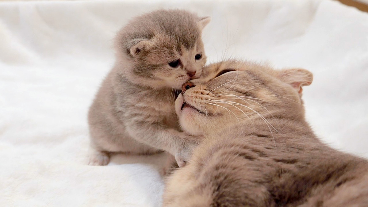 ママ遊ぼー！」遊び足りない子猫が一生懸命に母猫に噛みつく様子が