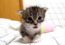 ママを探す子猫