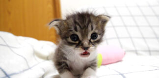 ママを探す子猫