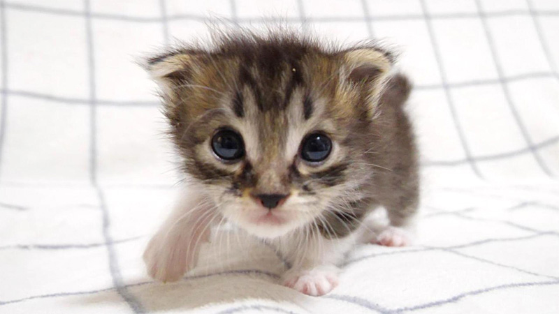 ママを見つけた子猫