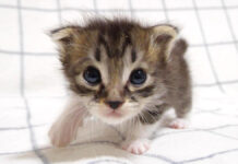 ママを見つけた子猫