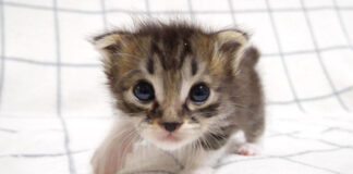 ママを見つけた子猫