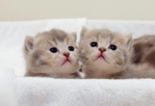 目を輝かせながら見つめる子猫達