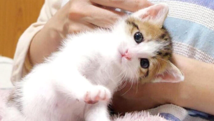 愛らしい子猫