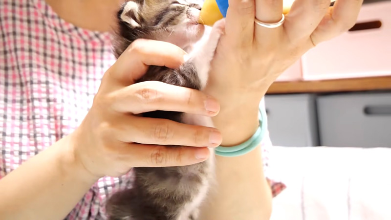 ミルクを飲む子猫