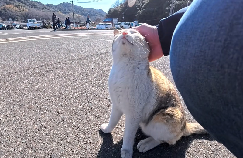 撫でられる猫