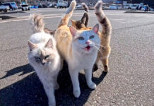 集まってきた猫達