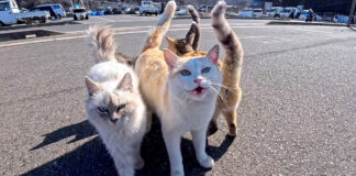 集まってきた猫達