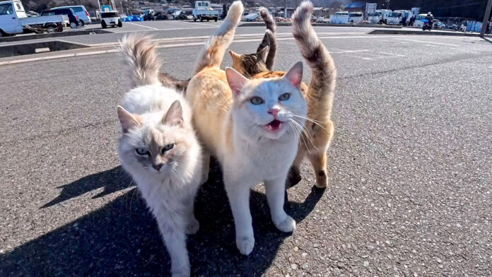 集まってきた猫達