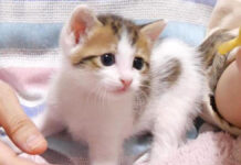 「モキュモキュ」と不思議な声でミルクをおねだりする子猫。可愛いポーズでお腹を満たす姿にキュンとする♡ ミルクをおねだりする子猫