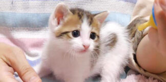 ミルクをおねだりする子猫