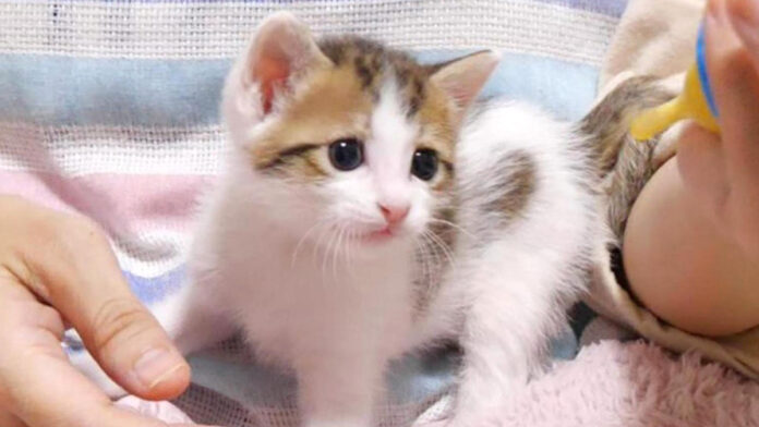 ミルクをおねだりする子猫