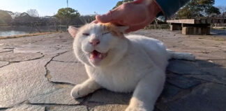 撫でられる猫