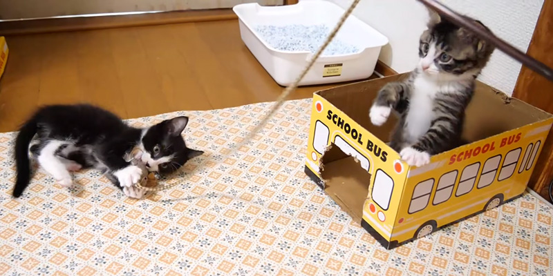 猫じゃらしで仲良く遊ぶ子猫達