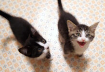 子猫のニャーニャー隊