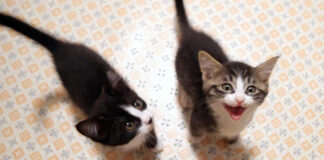 子猫のニャーニャー隊