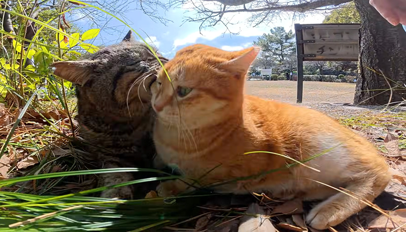 顔面にかぶりつく猫