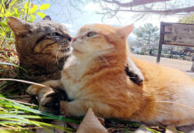 仲良くお昼寝をしていると… 寝ぼけたキジトラ猫が茶トラ猫の顔面にかぶりつく (*゚0゚)! 一緒にお昼寝する猫達