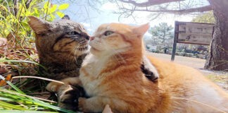 一緒にお昼寝する猫達