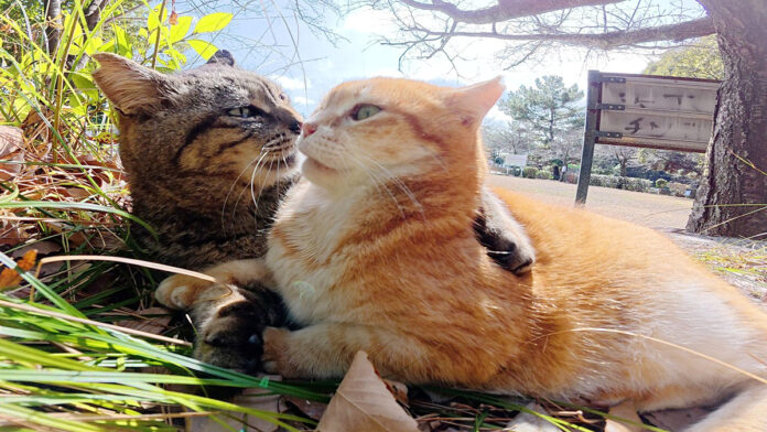 一緒にお昼寝する猫達