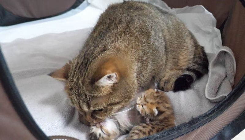 子猫達を毛づくろいする母猫