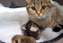 子猫達を毛づくろいする母猫