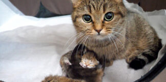 子猫達を毛づくろいする母猫