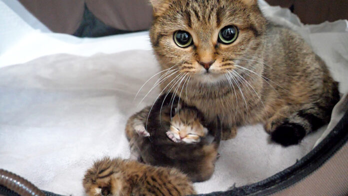 子猫達を毛づくろいする母猫