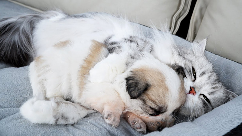 子犬を寝かしつける猫