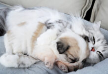 子犬を寝かしつける猫