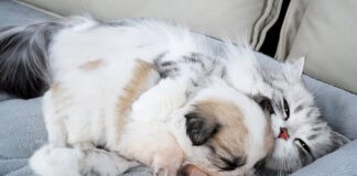 子犬を寝かしつける猫