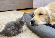 犬に寄り添う子猫