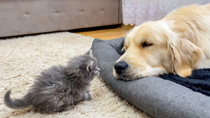 犬に寄り添う子猫