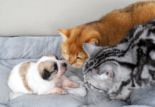 子犬が気になる猫達