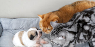 子犬が気になる猫達