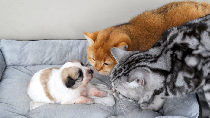 子犬が気になる猫達