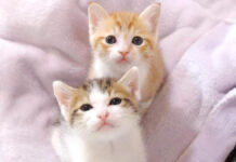 同じように育てられた子猫達