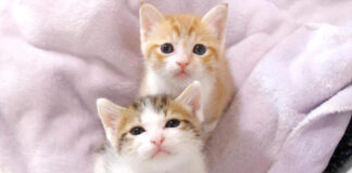 同じように育てられた子猫達