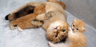 子育てに大忙しの母猫