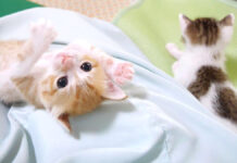 弟を投げ飛ばした子猫