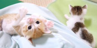 弟を投げ飛ばした子猫