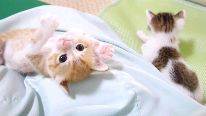 otenbanagetobasi_neko_title 弟を投げ飛ばした子猫