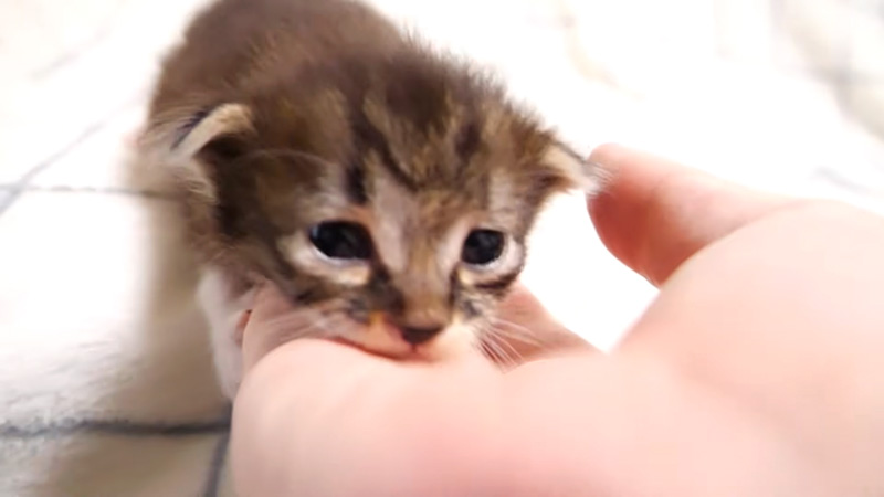 おトイレがしたい子猫