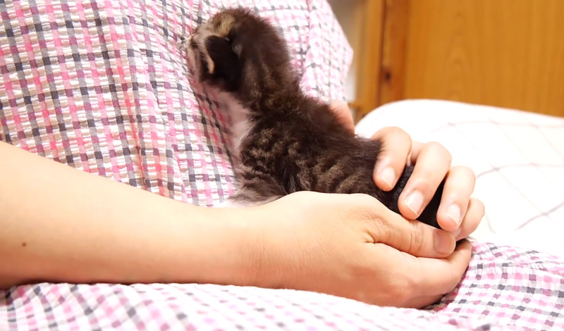 養育主さんに甘える子猫