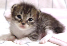 おトイレがしたい子猫