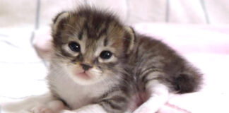 おトイレがしたい子猫