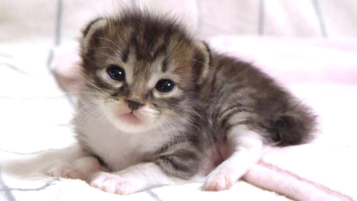 おトイレがしたい子猫